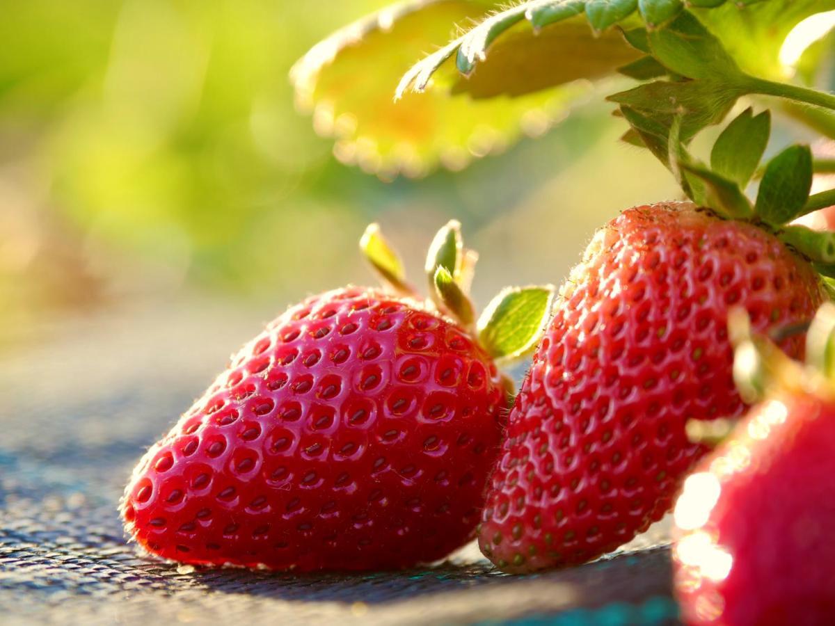 Verde Agua Agroturismo E Agricultura Biologica Couto 外观 照片