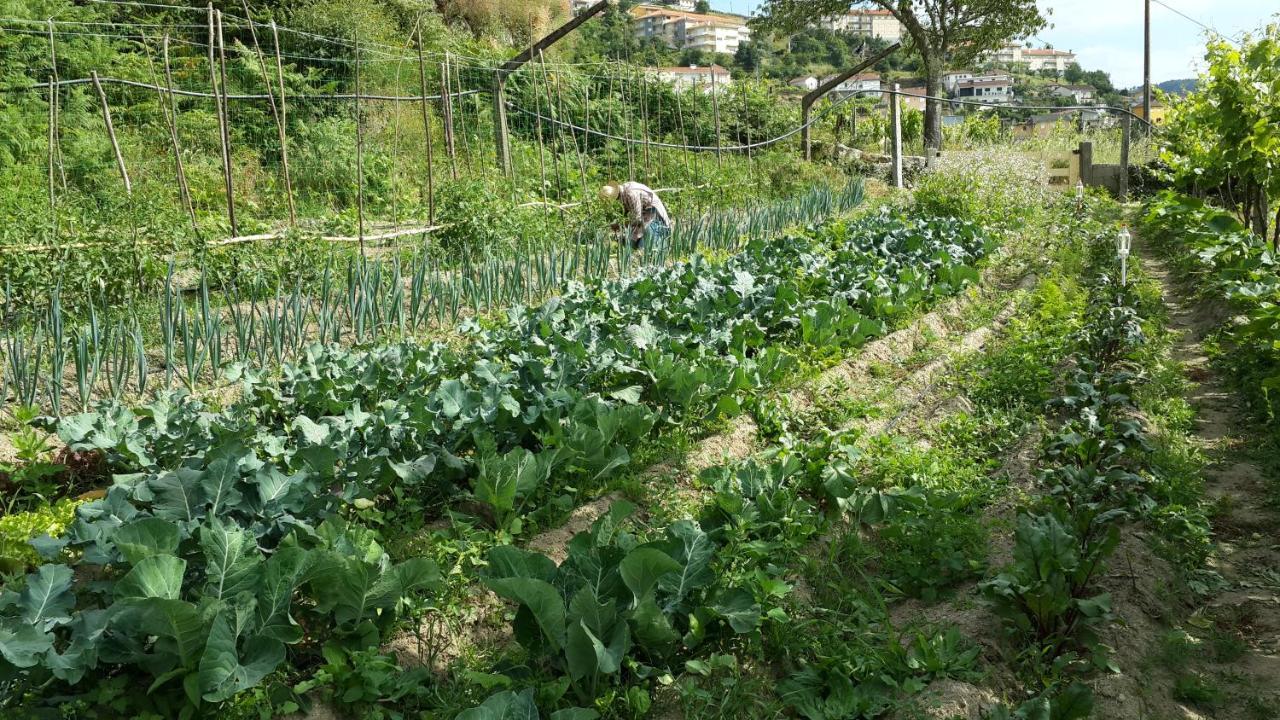 Verde Agua Agroturismo E Agricultura Biologica Couto 外观 照片