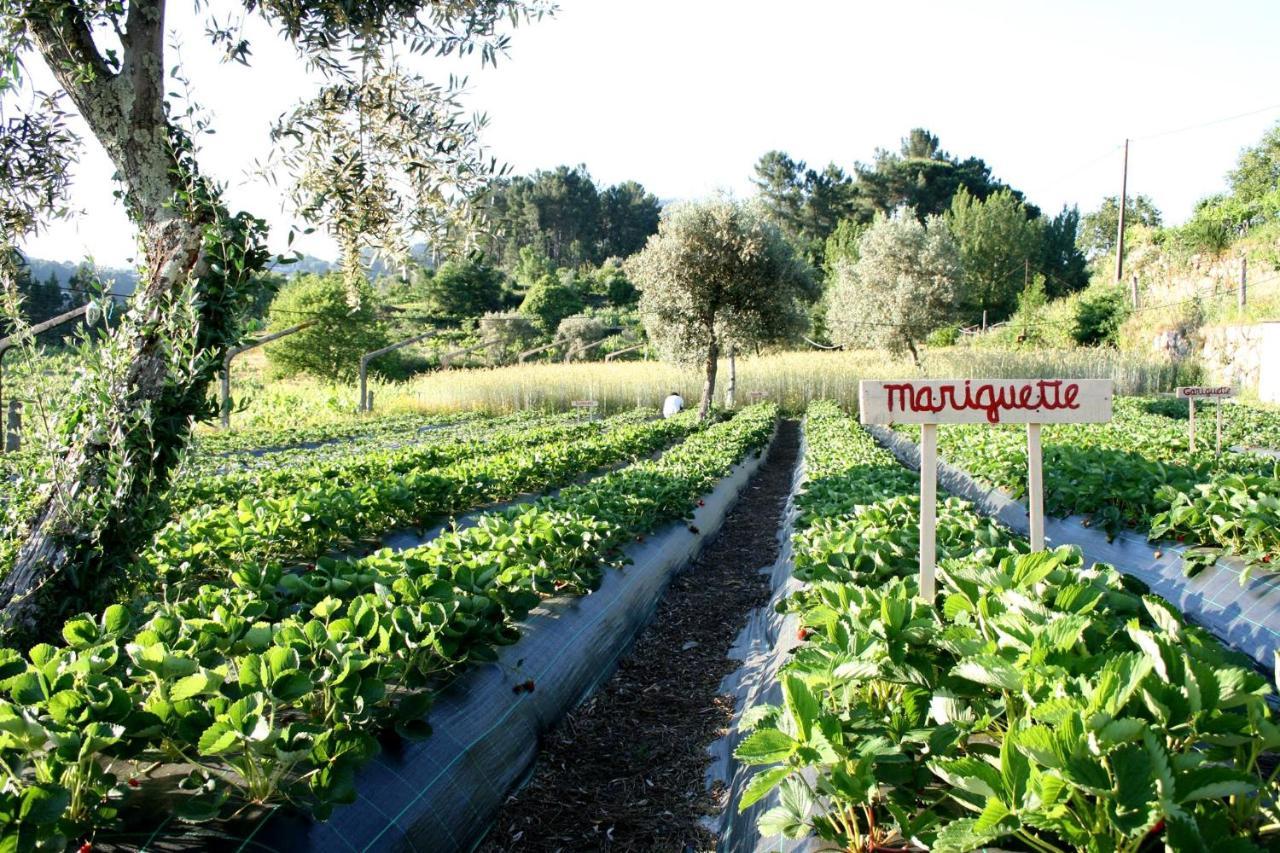 Verde Agua Agroturismo E Agricultura Biologica Couto 外观 照片