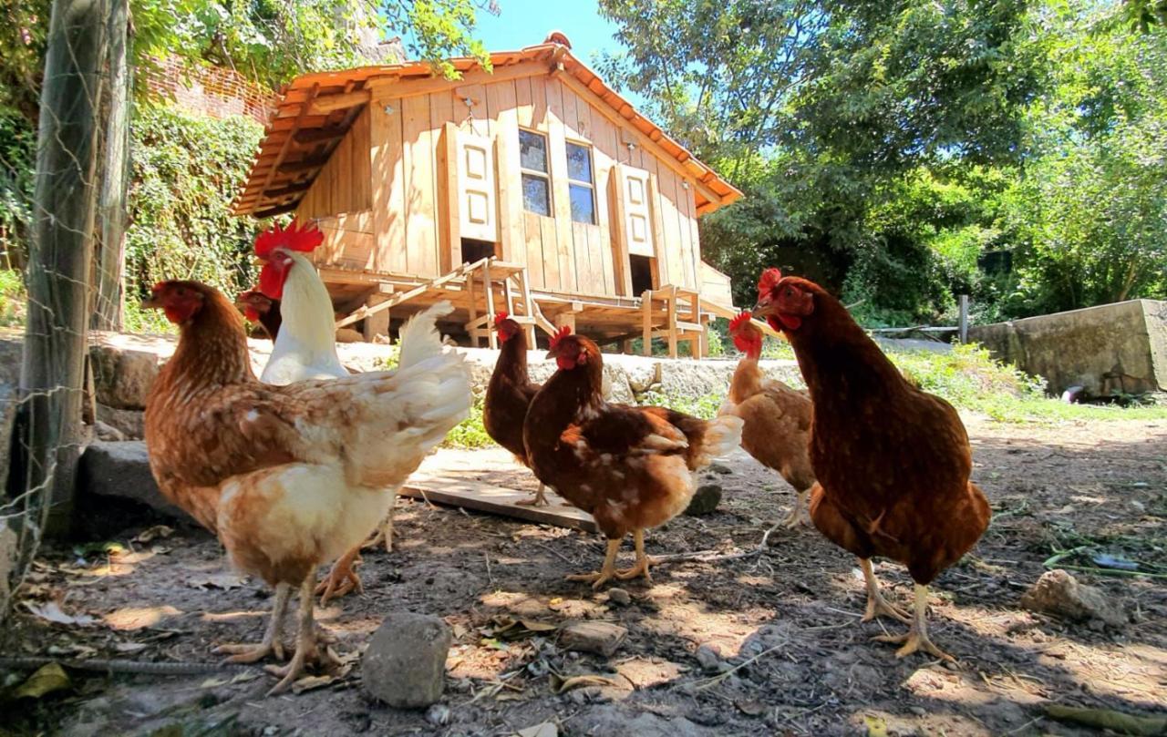 Verde Agua Agroturismo E Agricultura Biologica Couto 外观 照片